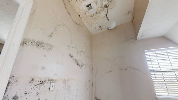 Best Dehumidification Services  in Hayfield, MN