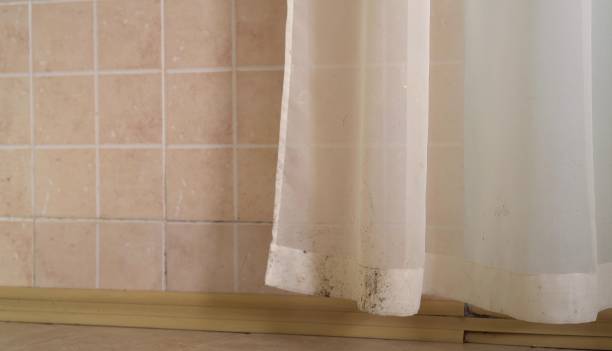Reliable Hayfield, MN Mold Removal Solutions