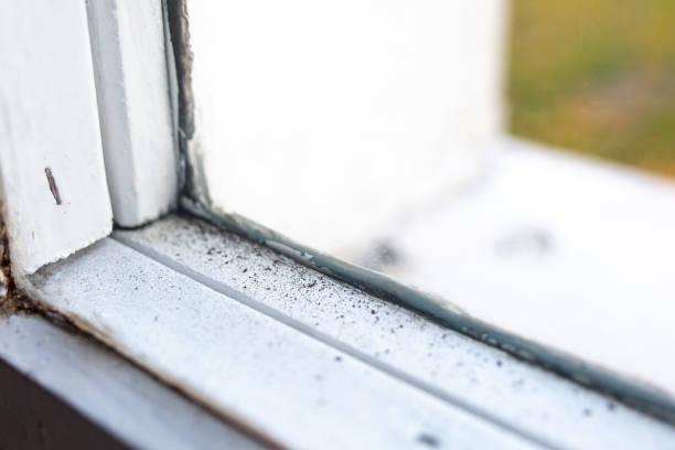 Mold Odor Removal Services in Hayfield, MN