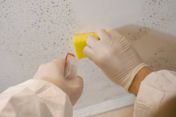 Best Real Estate Mold Inspection  in Hayfield, MN