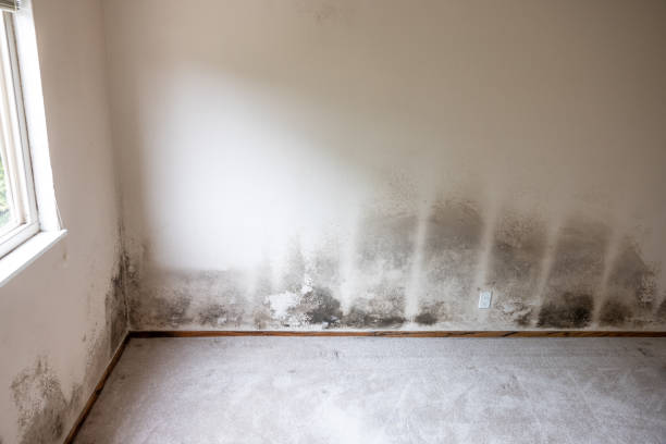 Best Mold Prevention Services  in Hayfield, MN