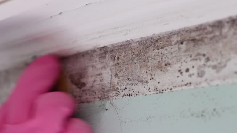 Best Airborne Mold Testing  in Hayfield, MN